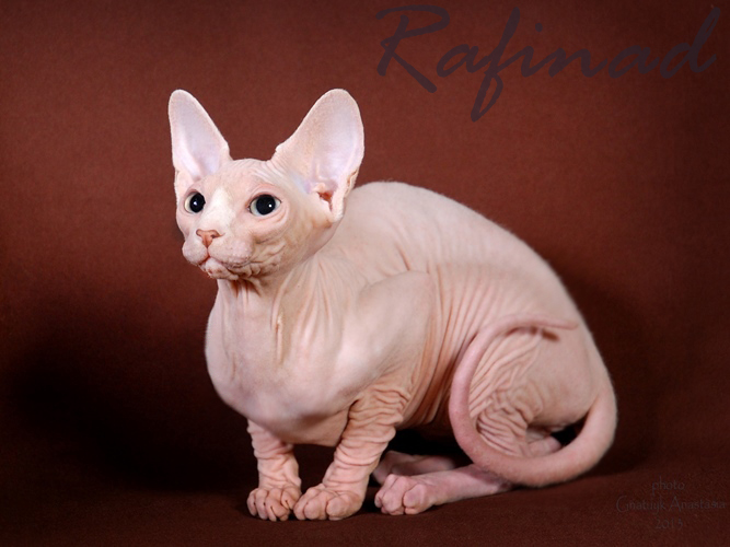 Котёнок питомника Рафинад